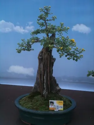 1. fénykép a(z) „Bonsai kiállítás, Szöul, Korea” bejegyzésből